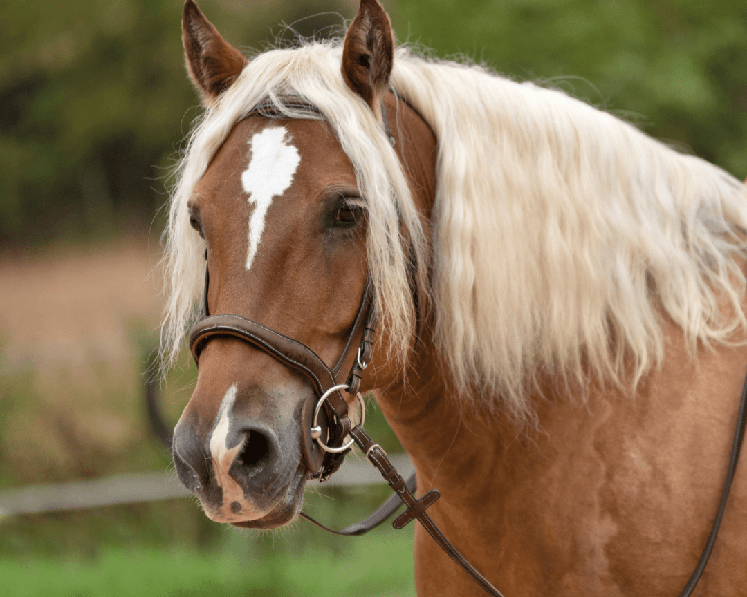 cheval