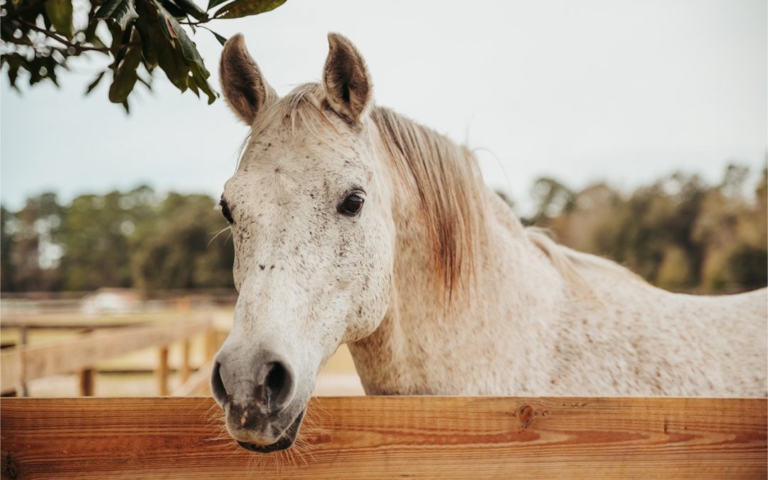 La kinésiologie animale :  prévention et préparation : illustration pour un cheval
