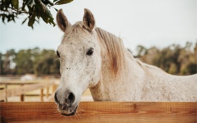 La kinésiologie animale :  prévention et préparation : illustration pour un cheval