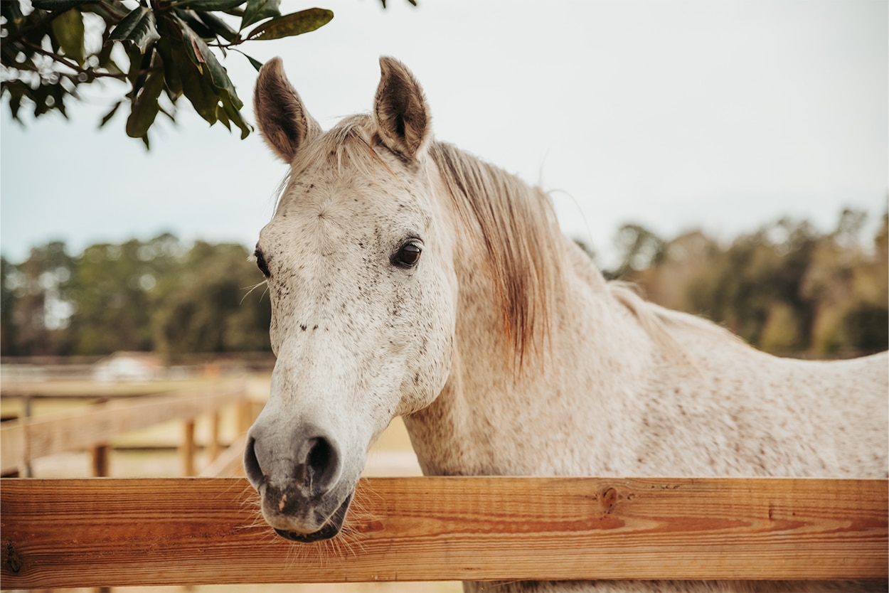 Header-supplement-bleuroy-cheval-senior