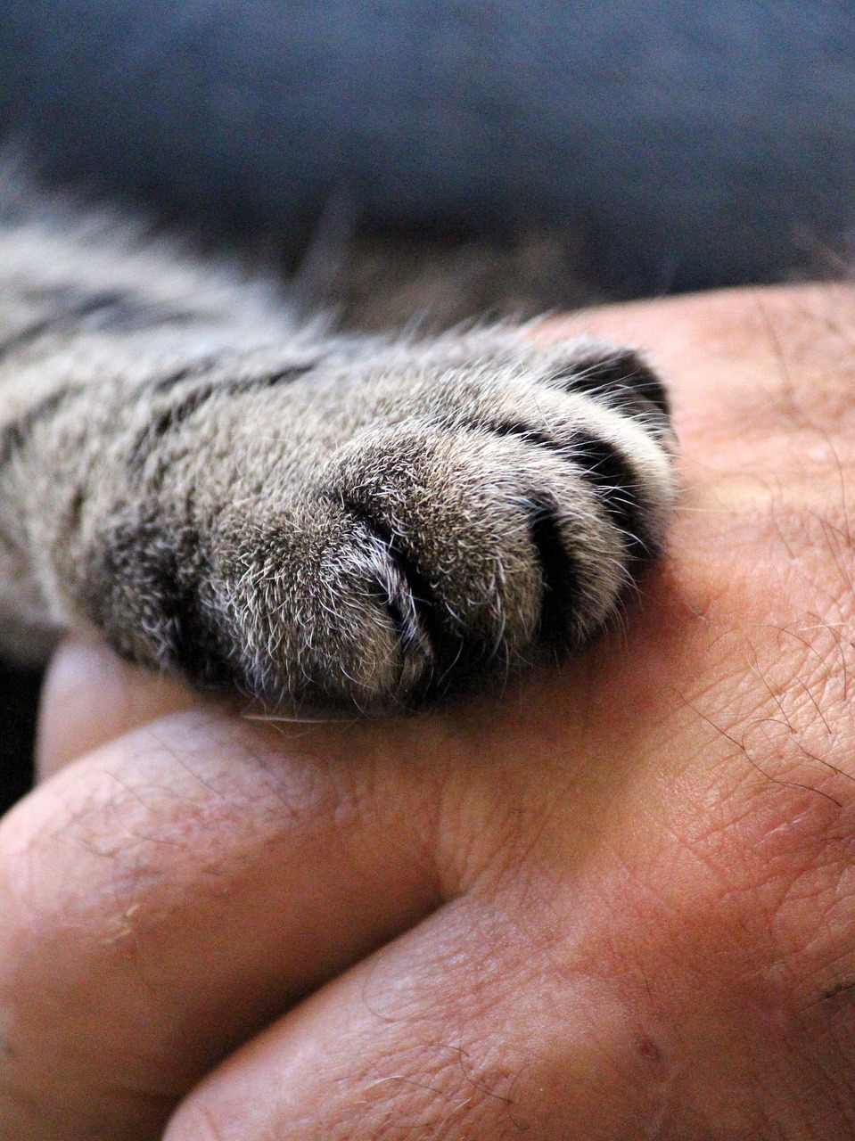 cats-paw-1375792_1280