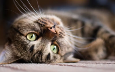 Qu’est-ce que la communication animale ?