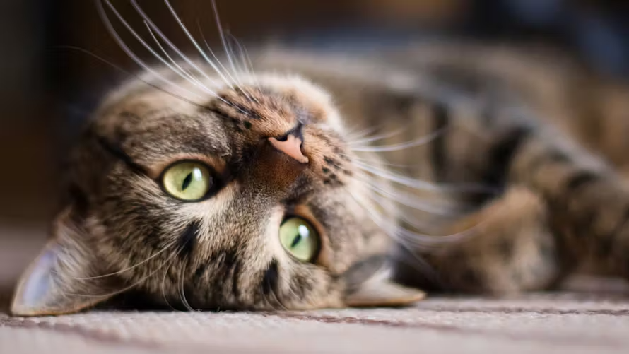 Qu’est-ce que la communication animale ?