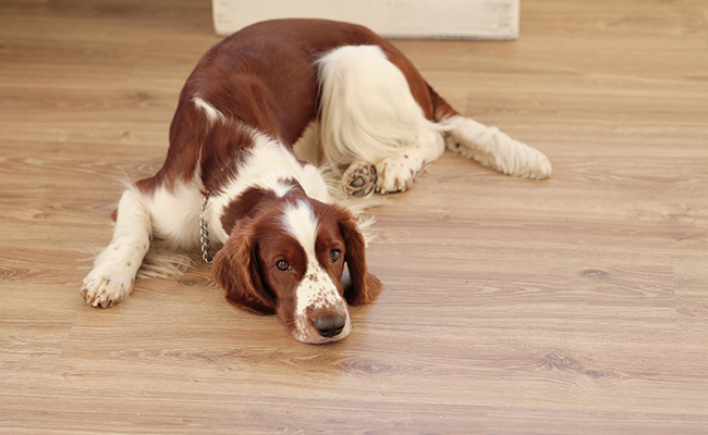 Dog on the floor communication animale pierre plasson gelhausen
