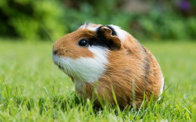 Soins énergétiques à distance pour les animaux
