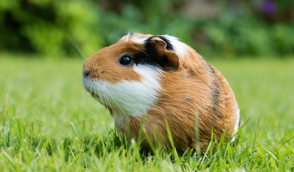 Soins énergétiques à distance pour les animaux