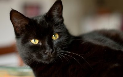 Kinésiologie animale : l’importance de bien définir l’objectif de séance
